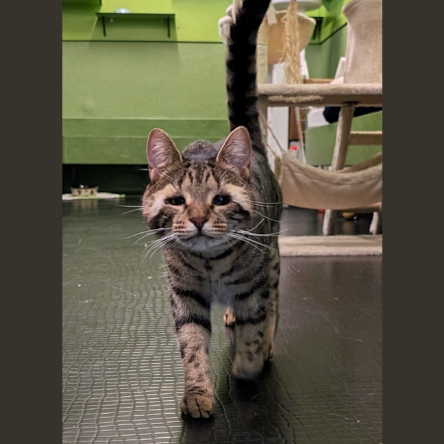 Photo of Primrose 