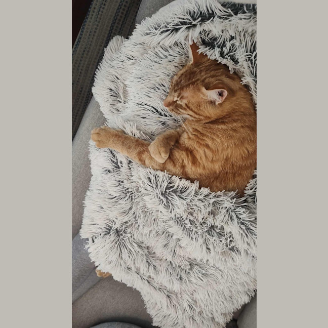 Photo of Ralphie 