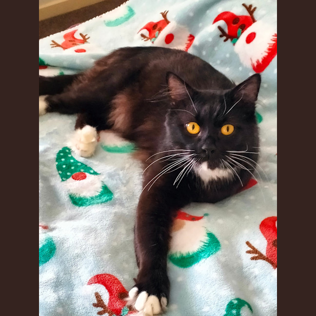 Photo of Buddy