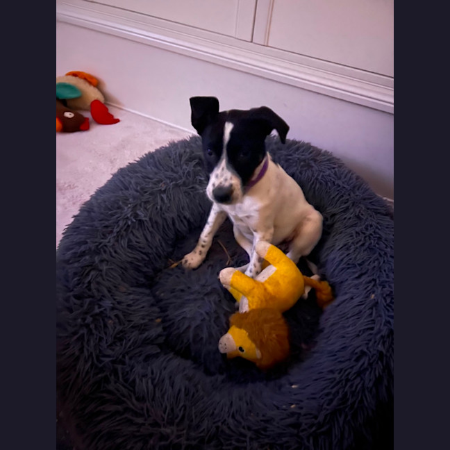 Photo of Stella