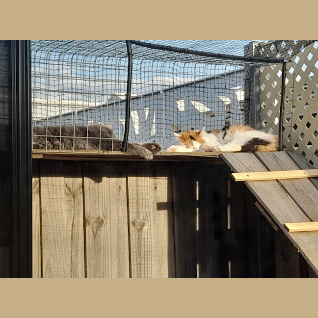 Photo of Luna & Sage