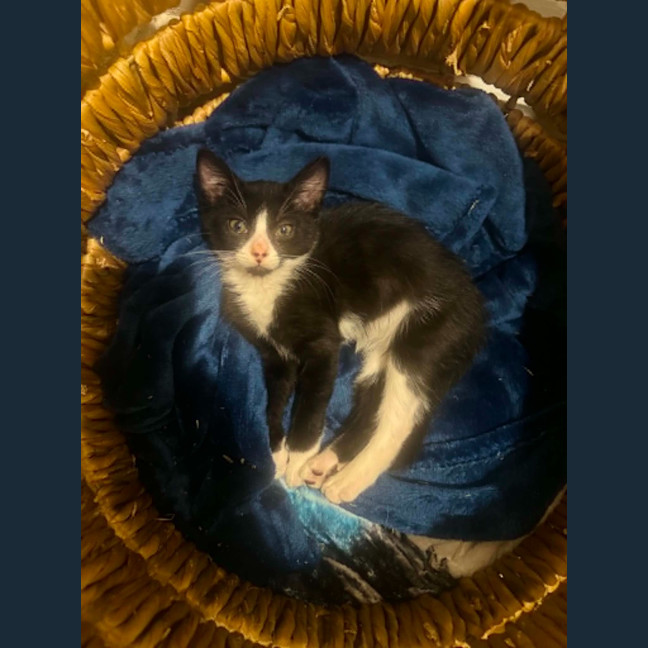 Photo of Ophelia