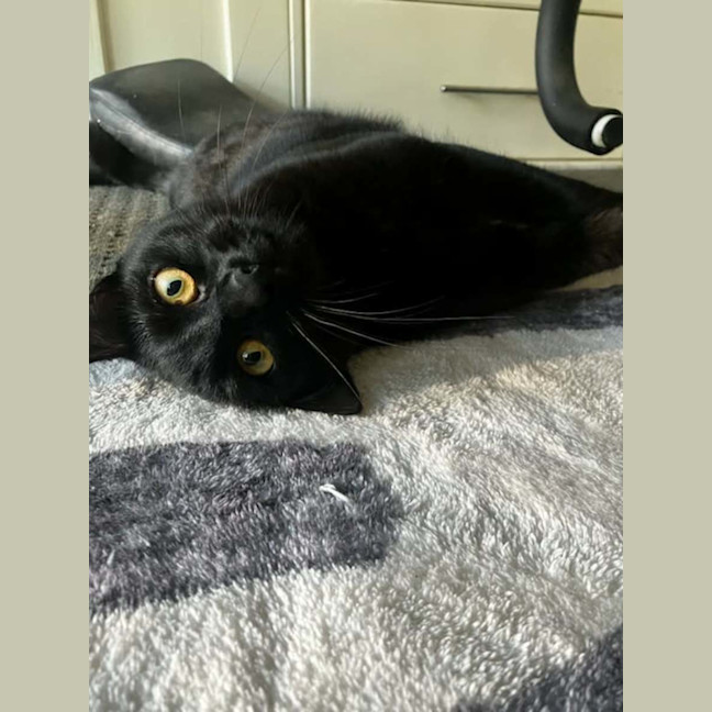 Photo of Sapphire *9 Lives Project Rescue*
