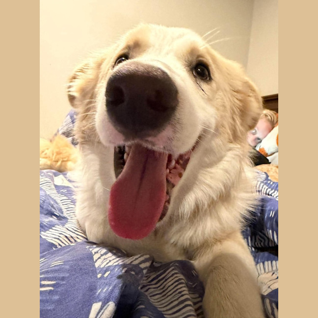 Photo of Biscuit
