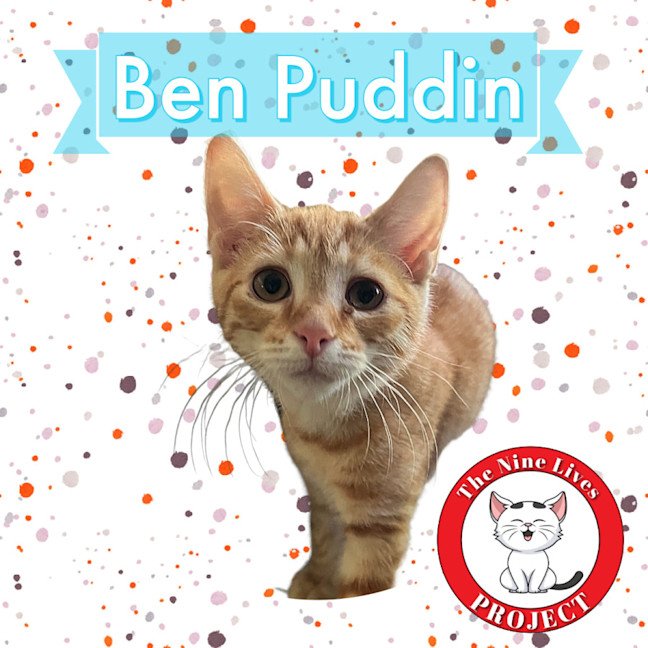 Photo of Benjamin Puddin *9 Lives Project Rescue*