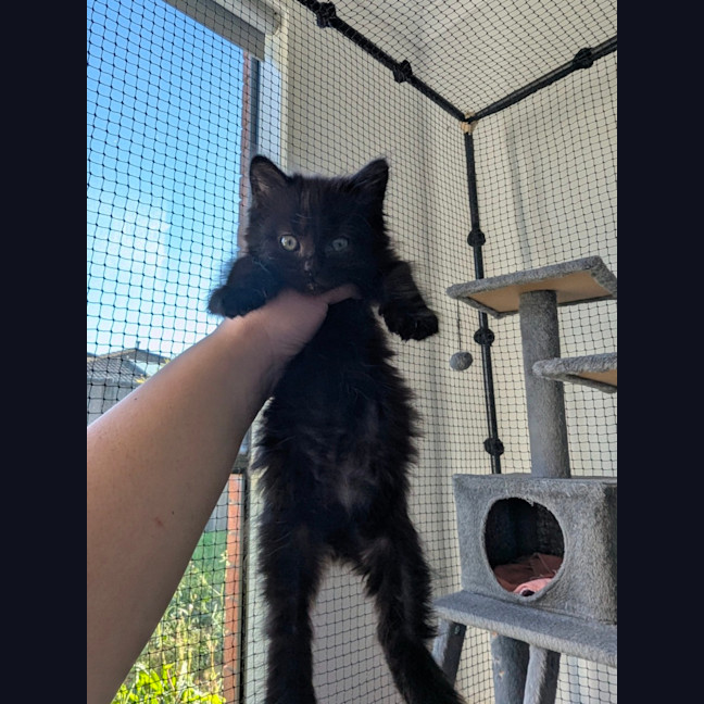 Photo of Benji (Female)