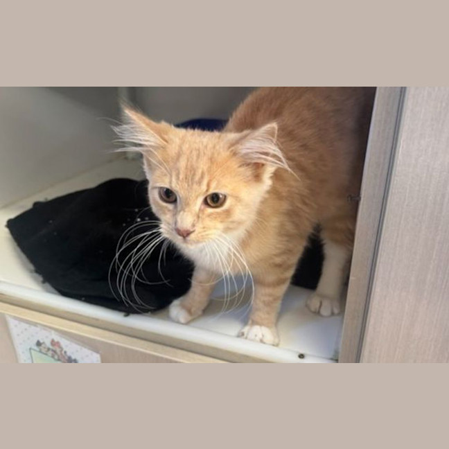 Photo of Garfield 