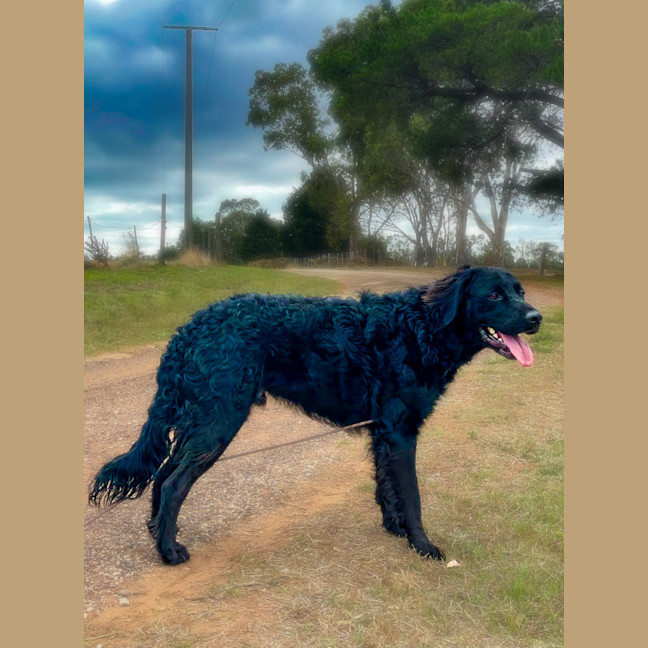 Photo of Kozzy 