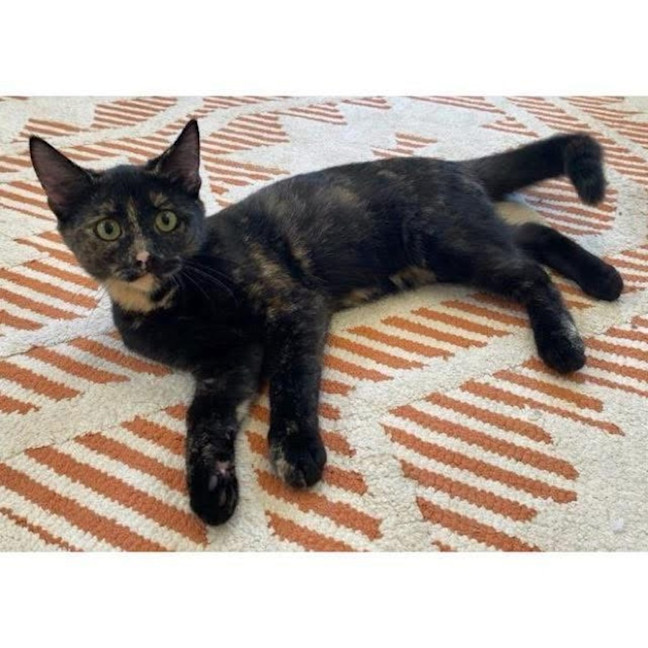 Photo of 11972   Kirby