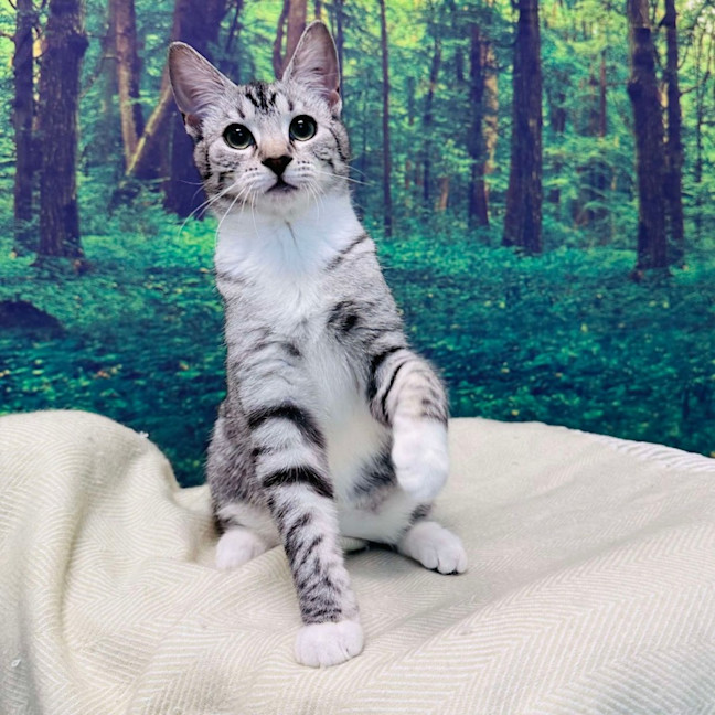 Photo of Fuji   Located In Endeavour Hills