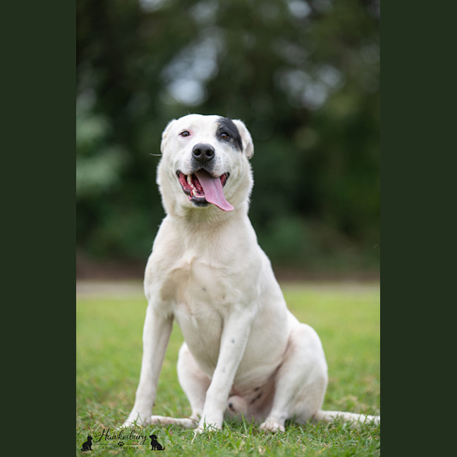 Photo of Pirate