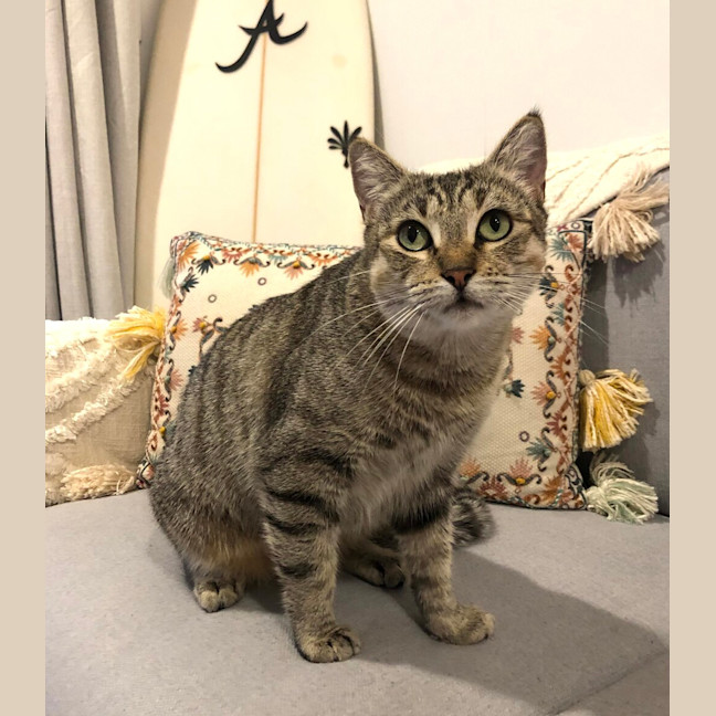Photo of Honey