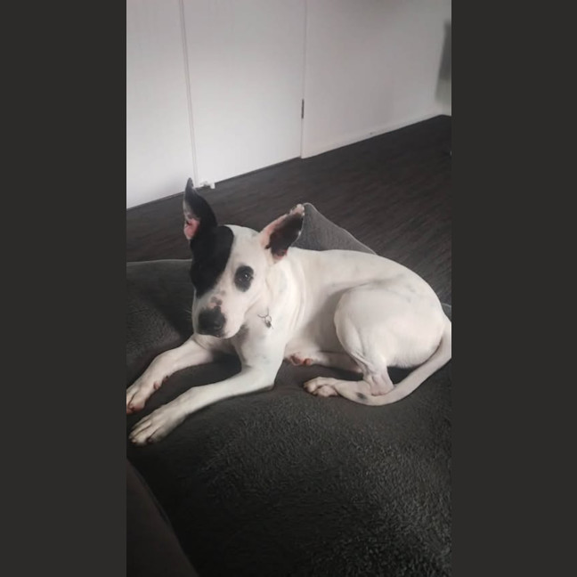 Photo of Buttercup