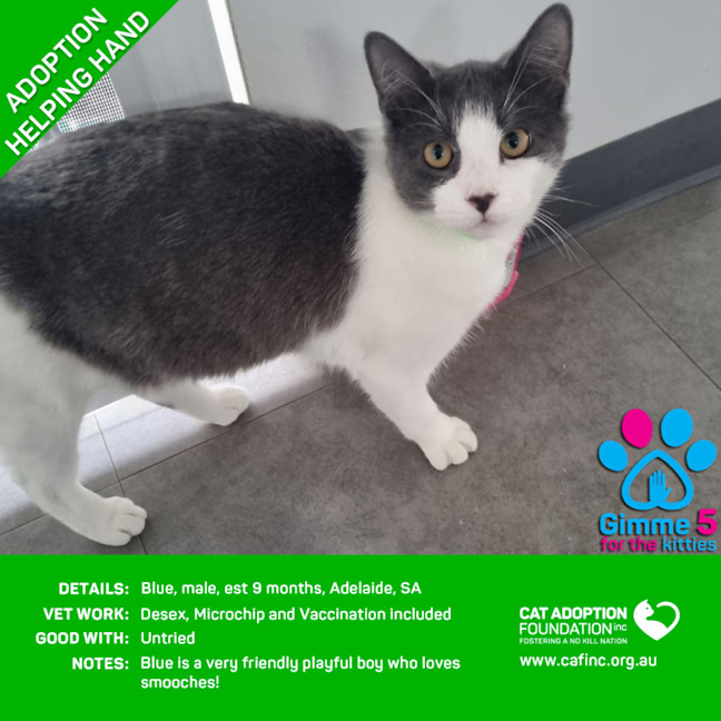 Photo of Blue Helping Hand Adoption!