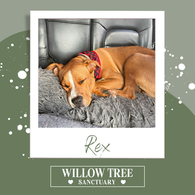 Photo of Rex