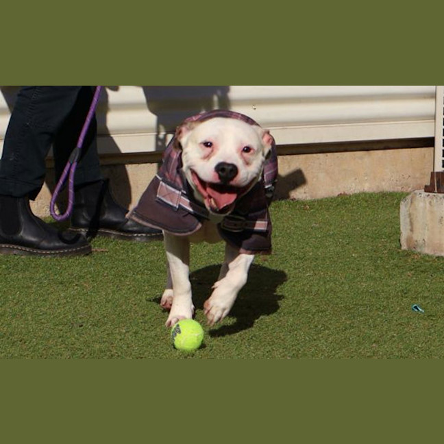 Photo of Tucker