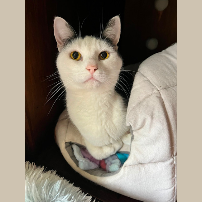 Photo of Levi *9 Lives Project Rescue*