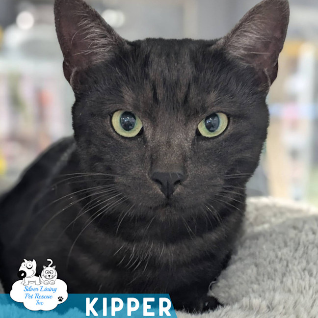 Photo of Kipper