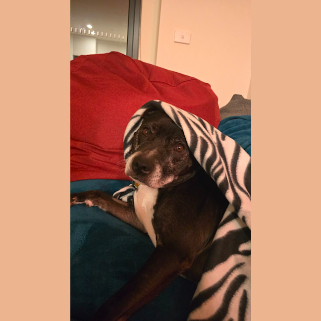 Photo of Cambria