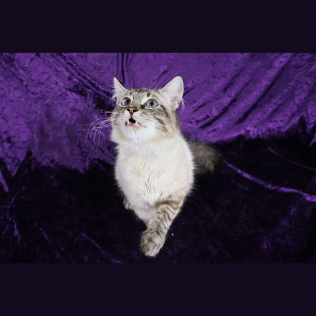 Photo of Cisco