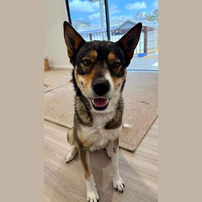 Photo of Nala