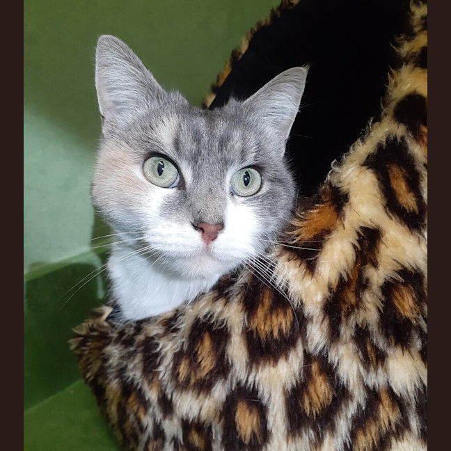 Photo of June Bug