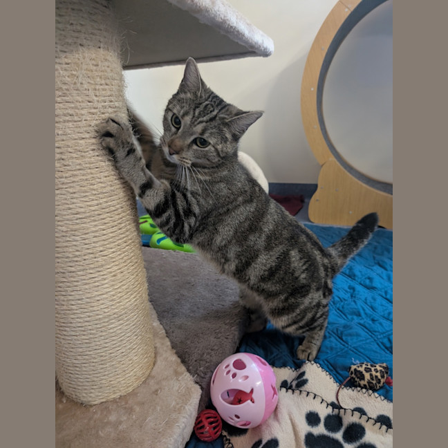 Photo of Kora