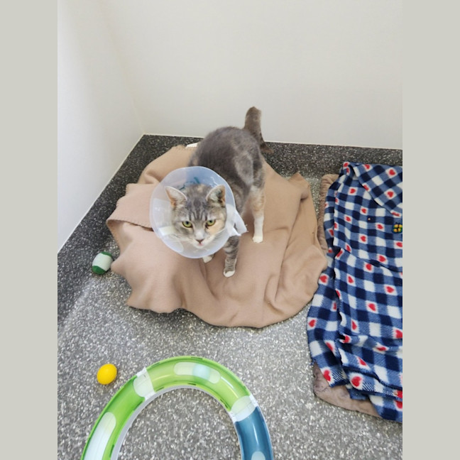 Photo of Moscato