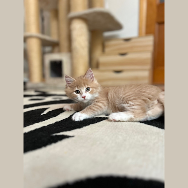 Photo of Apollo   In Foster Care In Lower Plenty