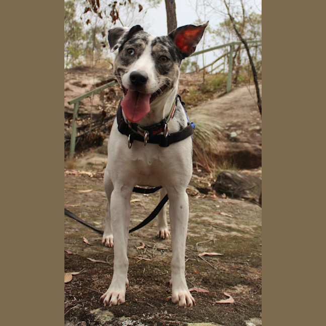 Photo of Abby