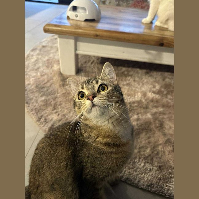 Photo of Shelby