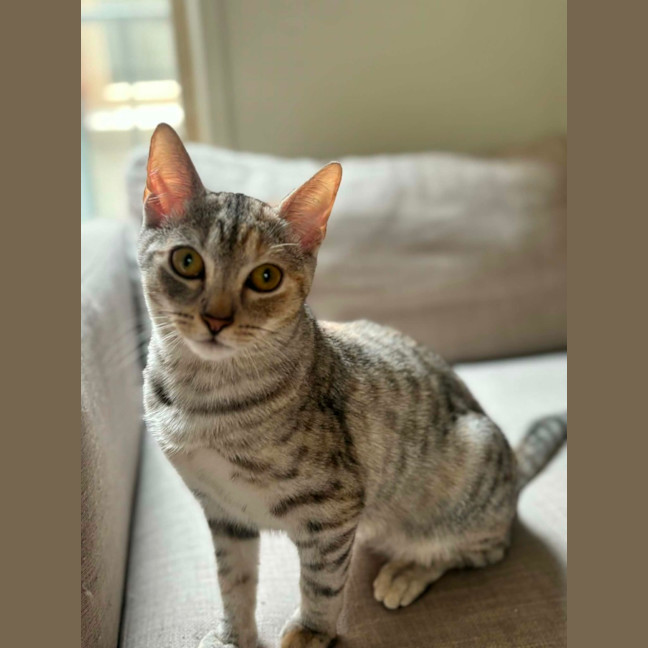 Photo of Talli   In Foster Care In Richmond