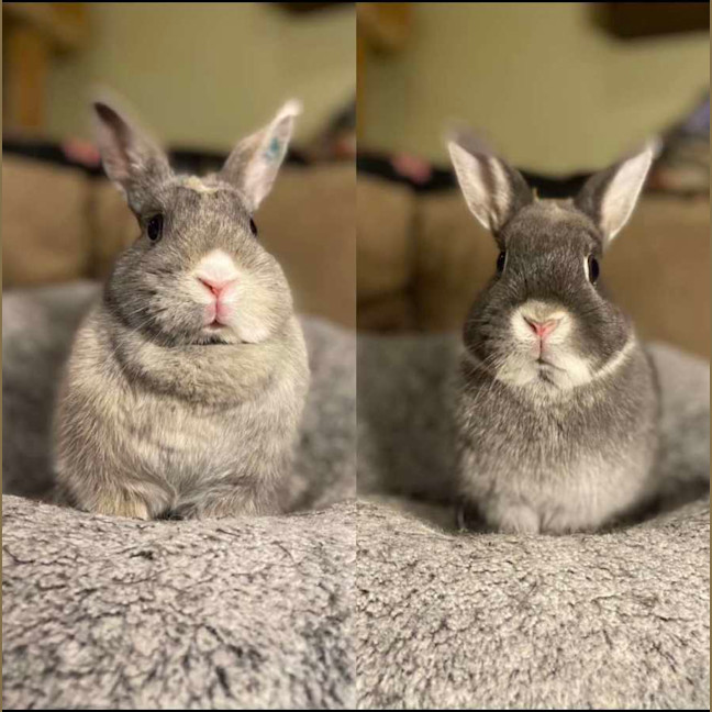 Photo of Lena & Dragonfruit