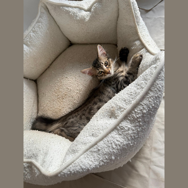Photo of Chilli