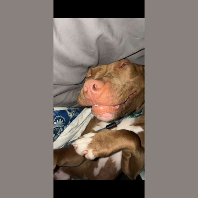 Photo of Bam Bam
