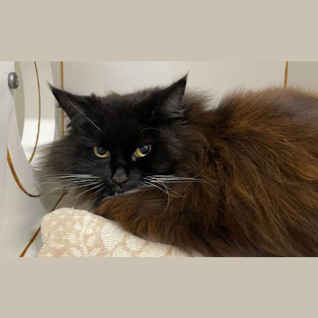 Photo of Jinx