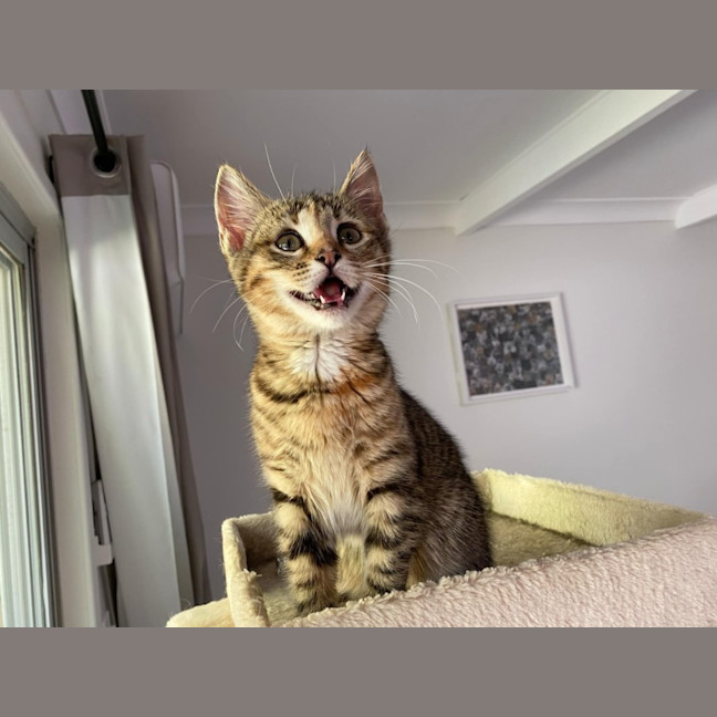 Photo of Maple