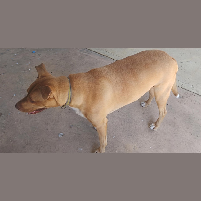 Photo of Redgie   3 Year Old Ridgeback X Kelpie