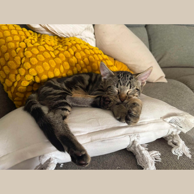 Photo of Peter & Griffin 