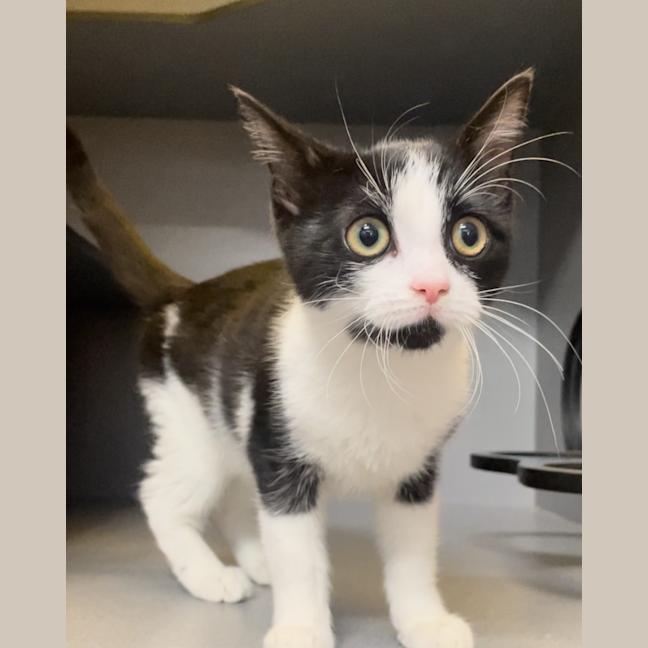 Photo of Pancake