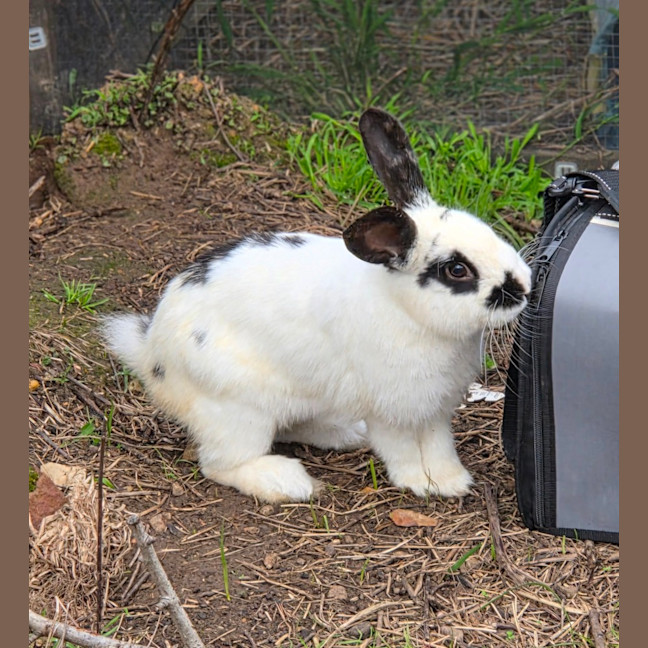 Photo of Henry
