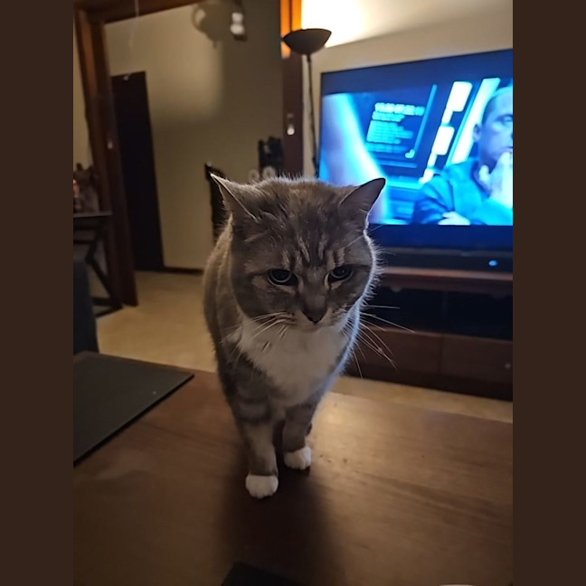 Photo of Cfa (Seefa)