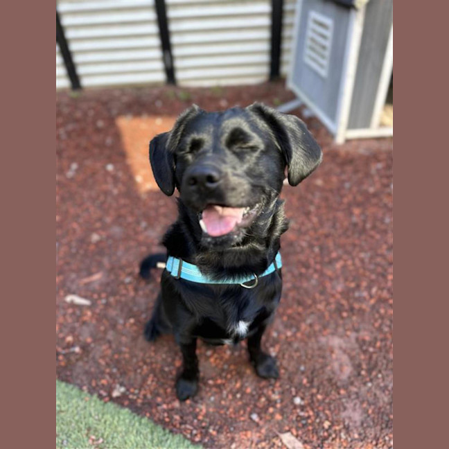 Photo of Shadow