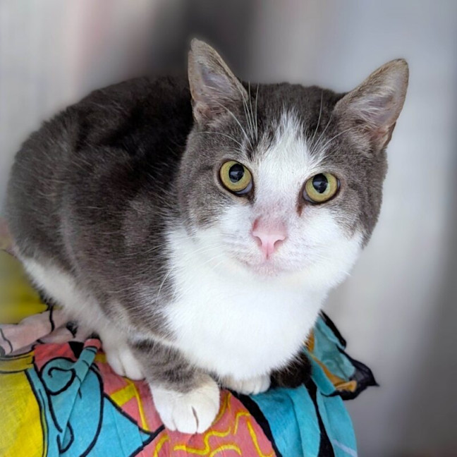 Photo of Cecil