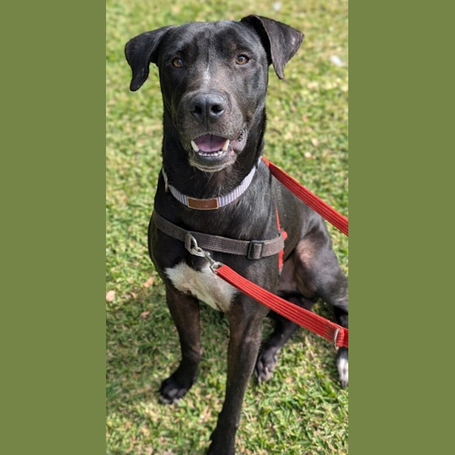 Photo of Cane