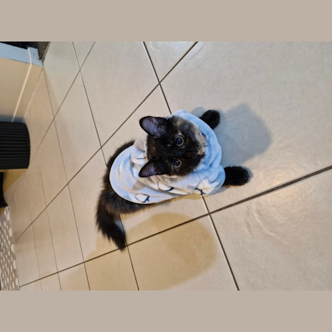 Photo of Annie 