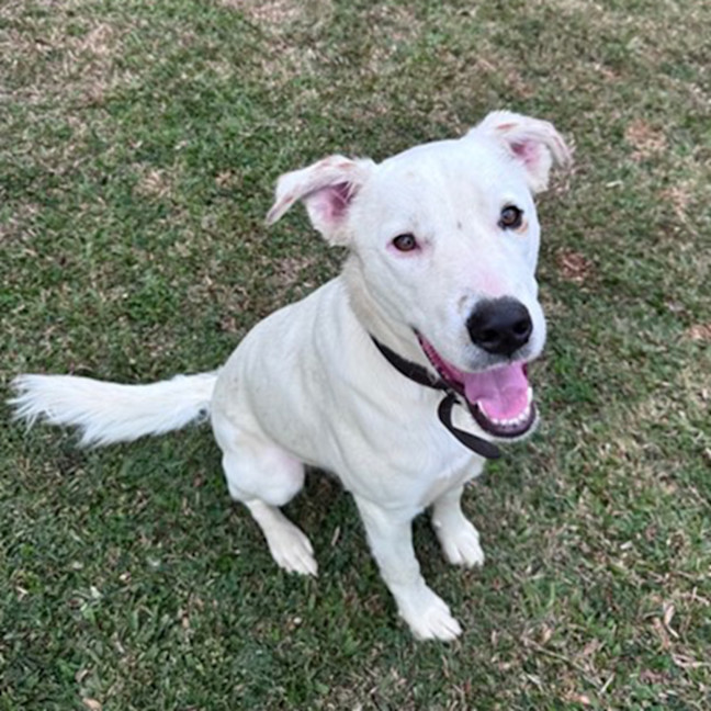 Photo of Brazil *$350 Adoption Fee*