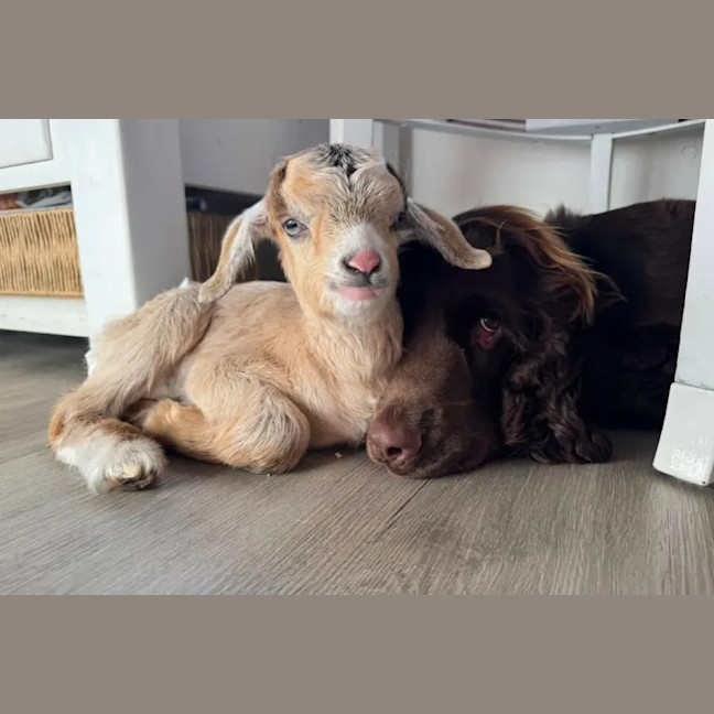 Photo of Maple And Willow