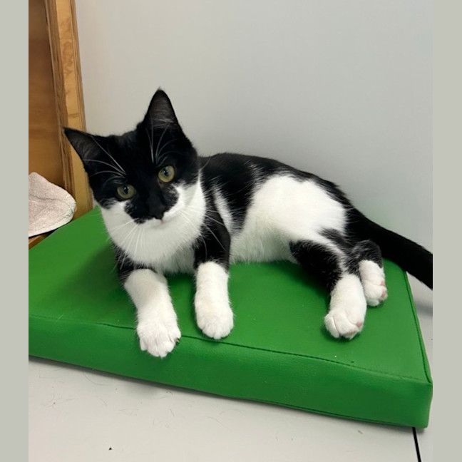 Photo of Hunter (Bonded To Einstein)
