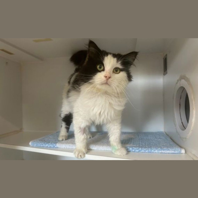 Photo of Gandalf